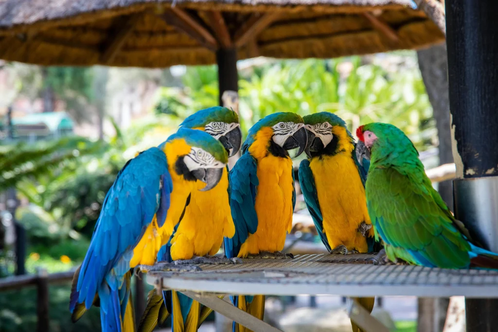 parrot