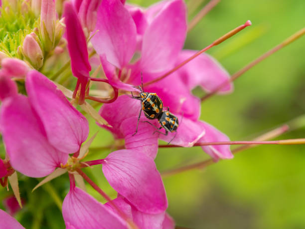 Photos insects living on flowers close up in the park.